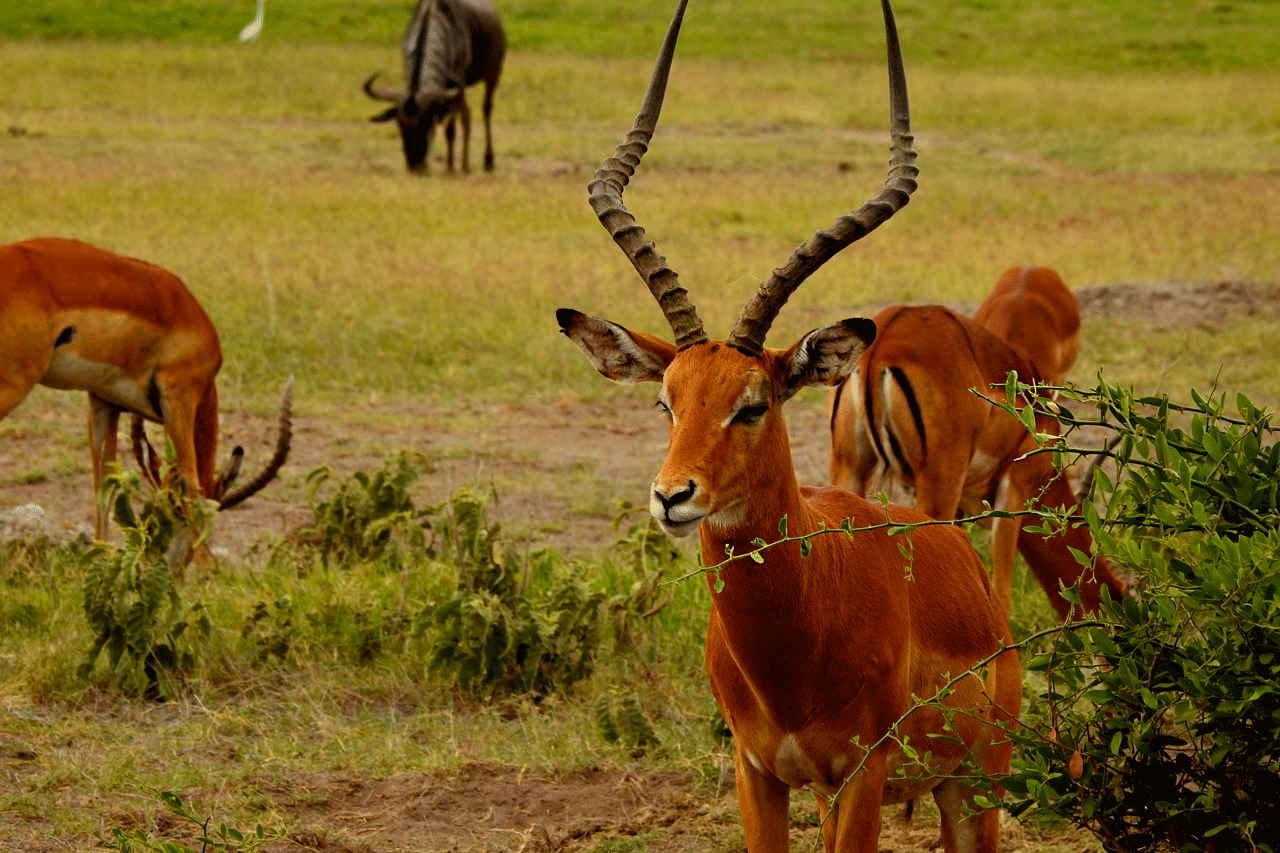 Antelopes grazing in the Amboseli National Park