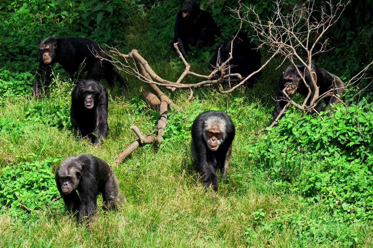 Chimpanzees at Ngamba Island Chimpanzee Sanctuary