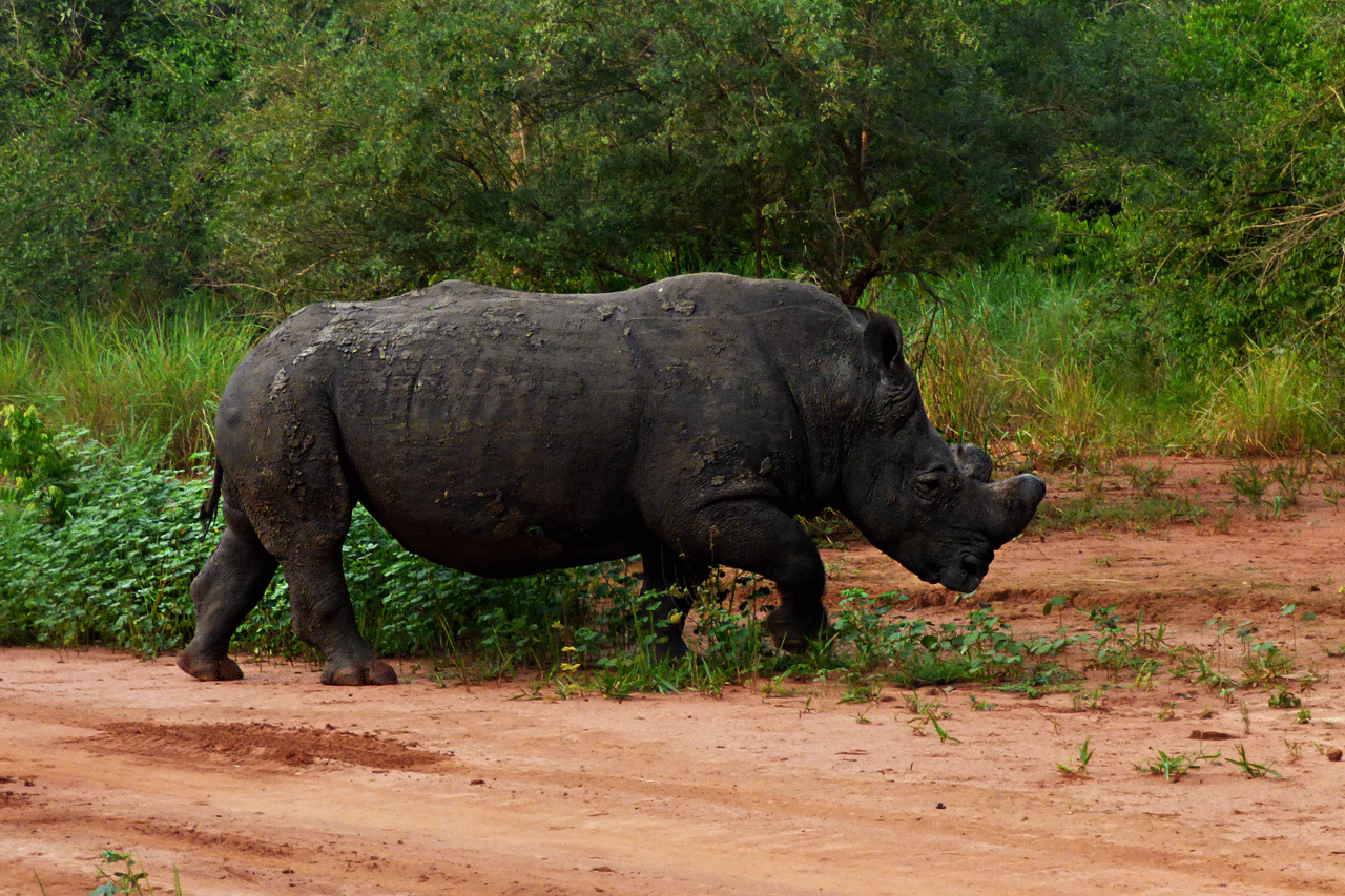 Rhinos (Rhinoceros) in Uganda - At Ziwa Rhino Sanctuary