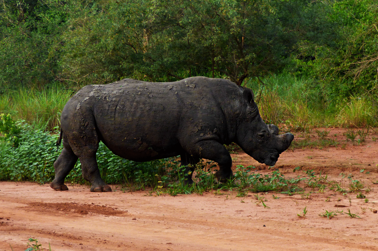 Rhinos at Ziwa Rhino Sanctuary