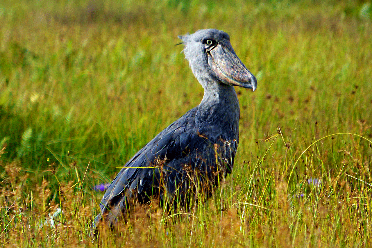 1 day mabamba birding tour to spot the rare shoebills.