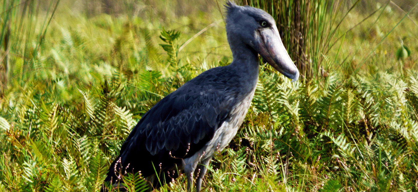 Mabamba Swamp the best place for seeing Shoebill Storks