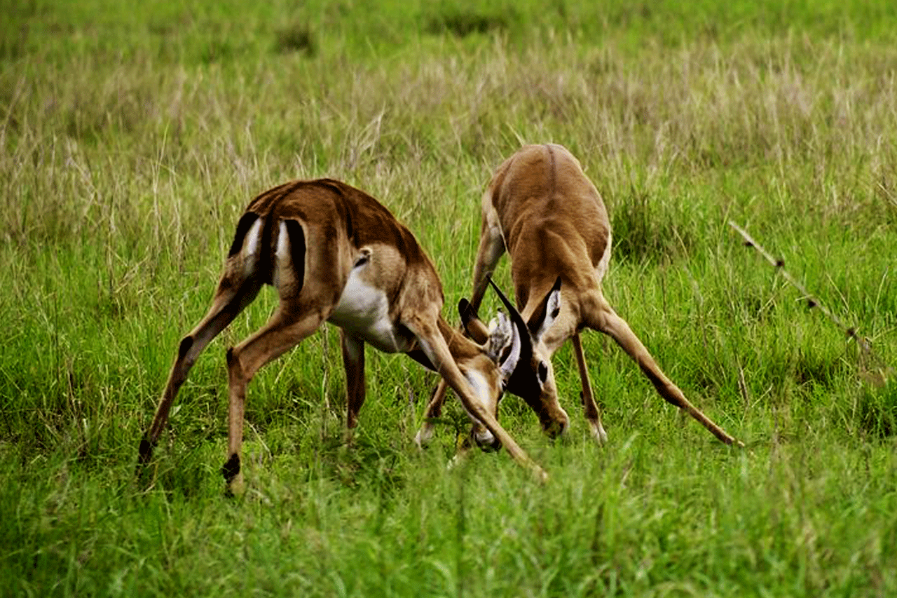 Akagera national park - Impalas fighting