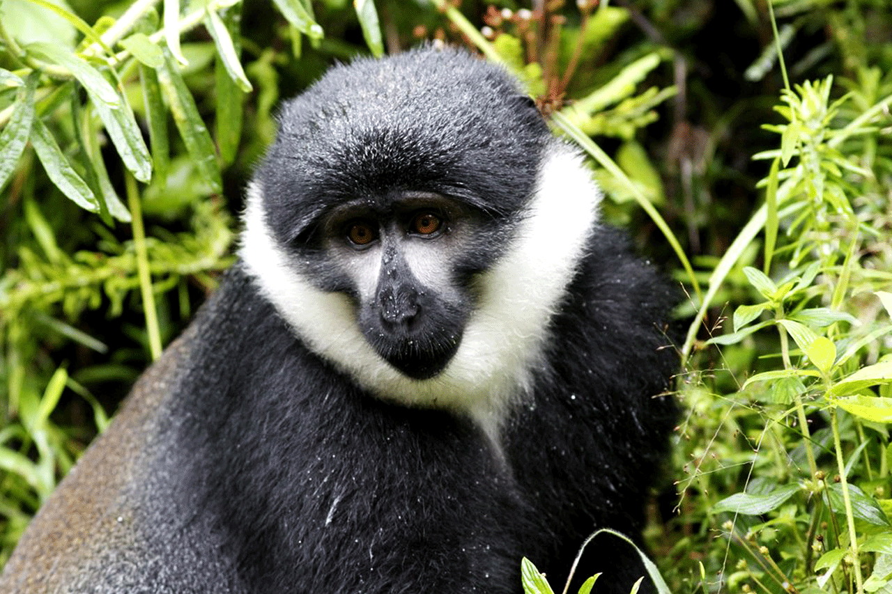 Nyungwe forest national park - l'hoest's monkey