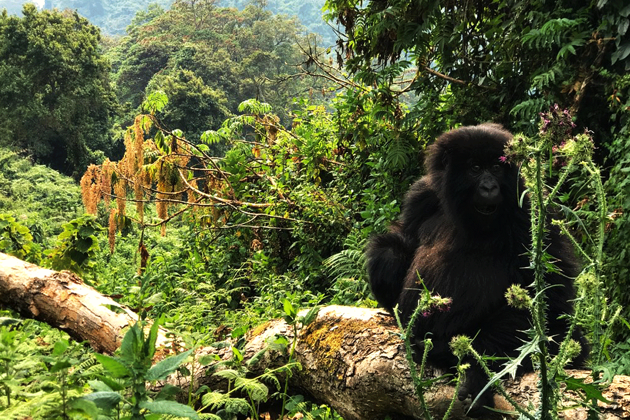 Volcanoes national park - Gorilla tracking Rwanda