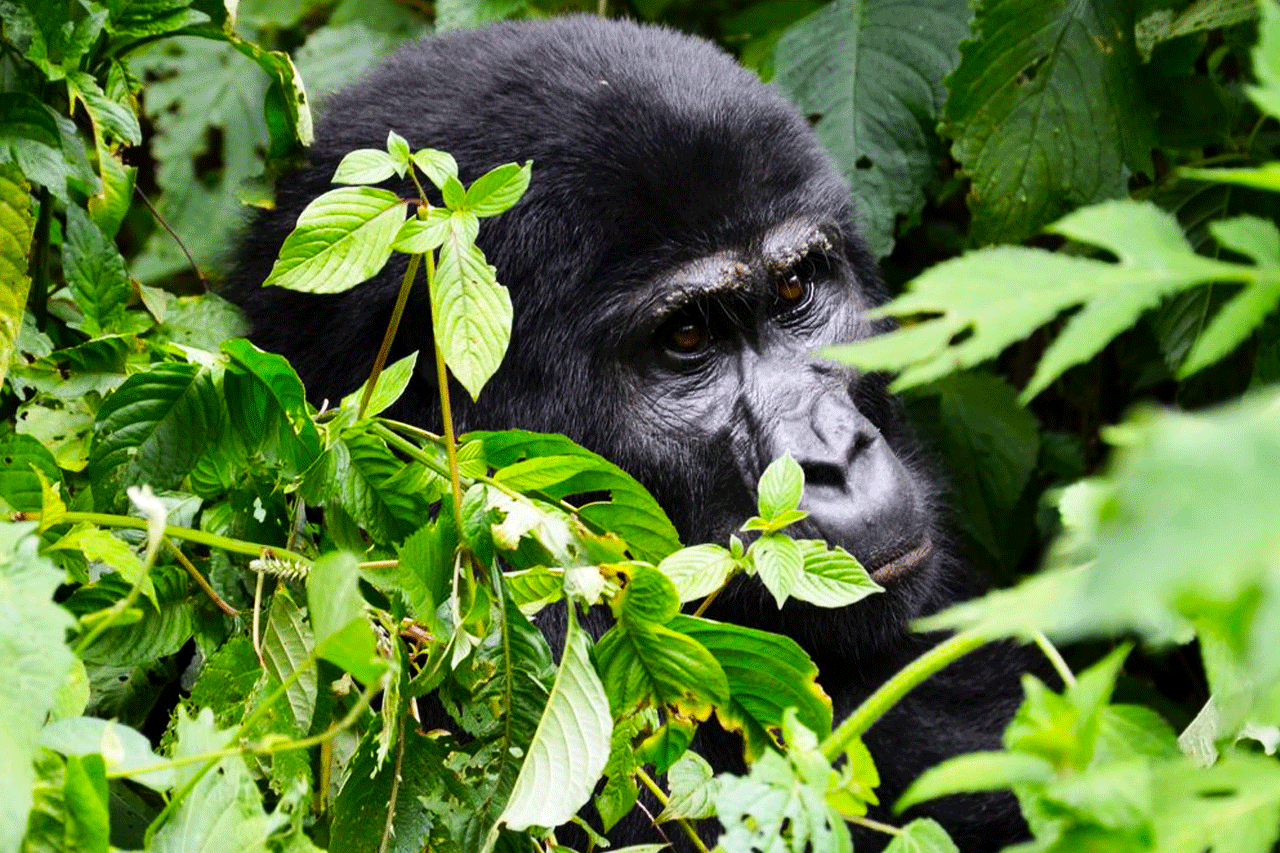 3 Days gorilla tracking Bwindi forest tour to see the mountain gorillas