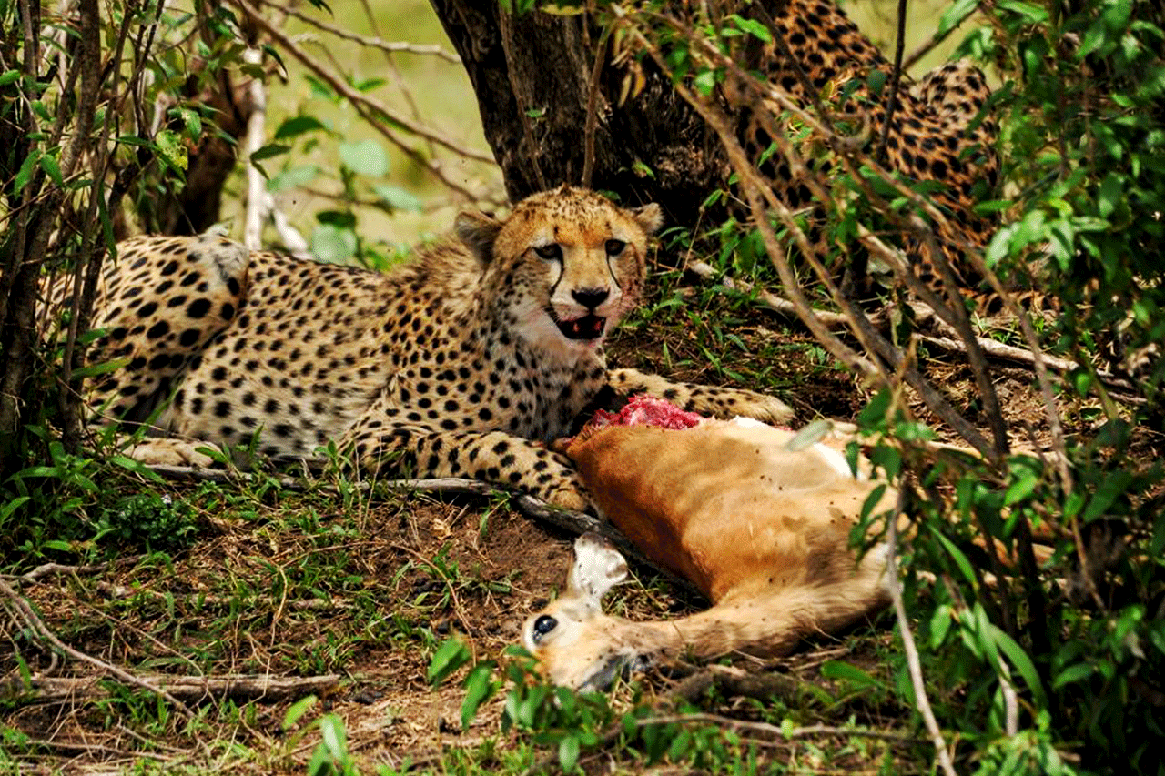 3 Days Masai Mara wildlife safari - Cheetahs after hunting