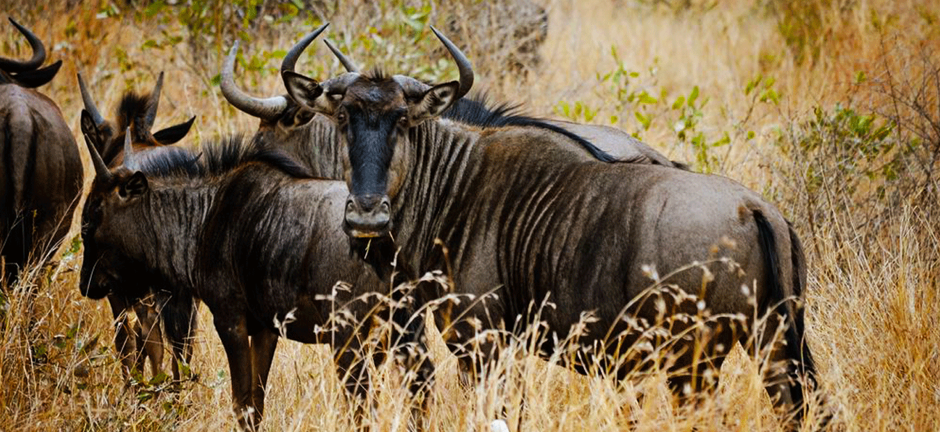 Masai Mara National Wildlife Reserve known for Wildebeests