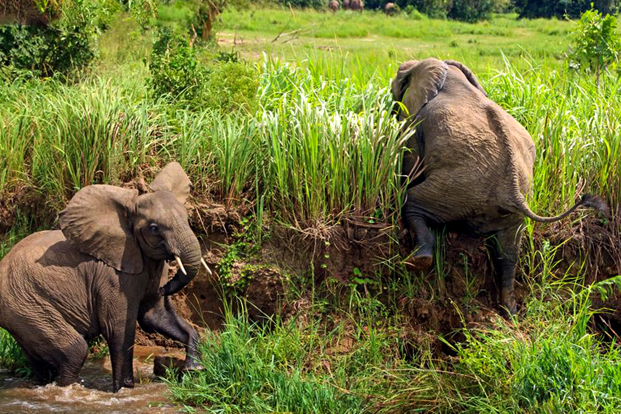 Elephants in Uganda, facts and best places to see African elephants