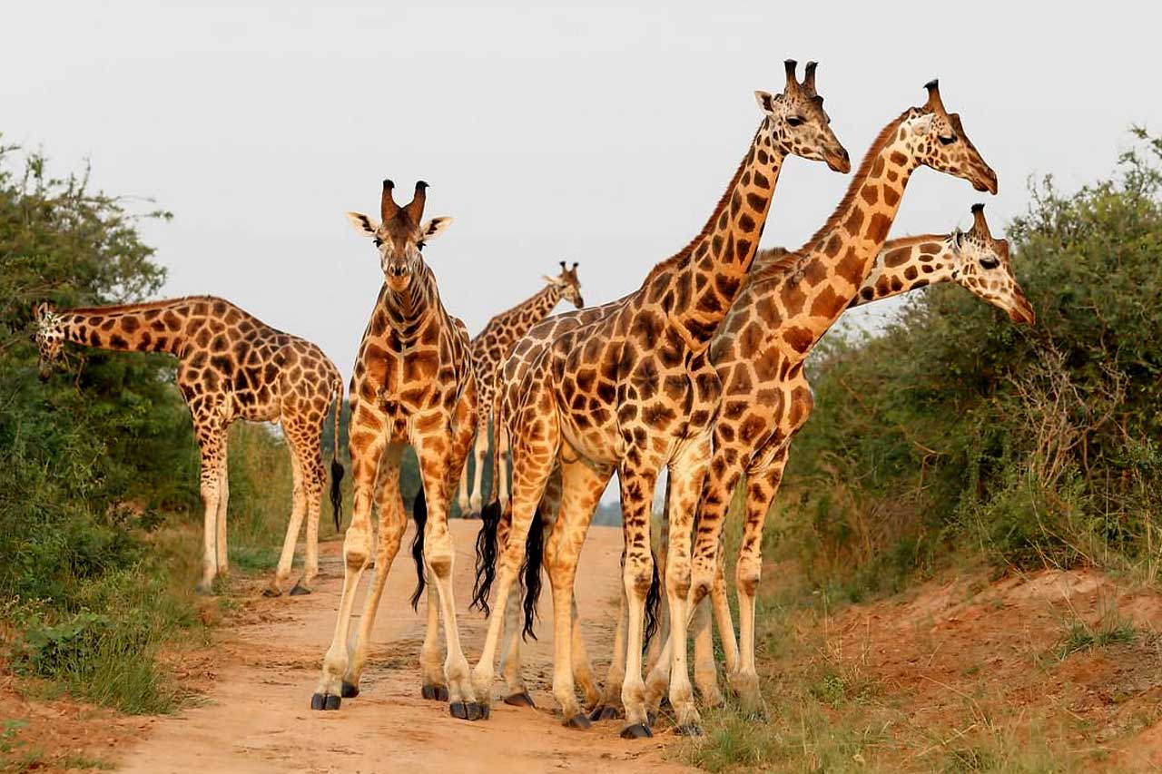seeing giraffes in Murchison falls national park