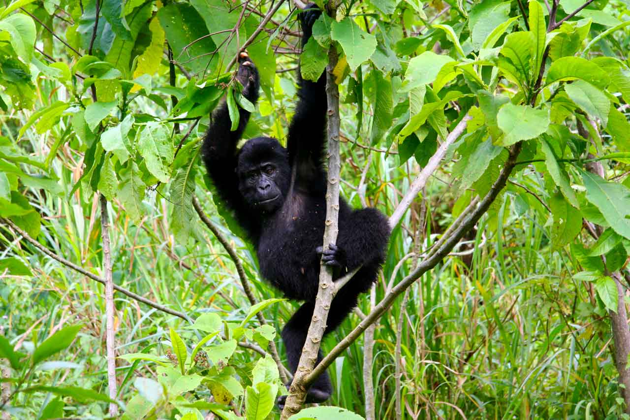 7 Days Uganda safari with gorillas and chimpanzee trekking tour