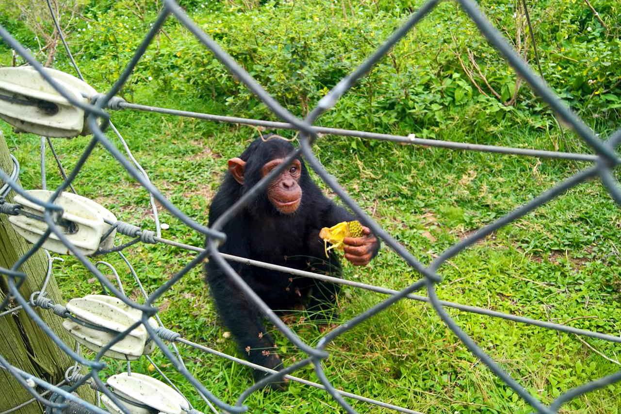 1 Day Ngamba Island chimpanzee tour for chimpanzee feeding experience