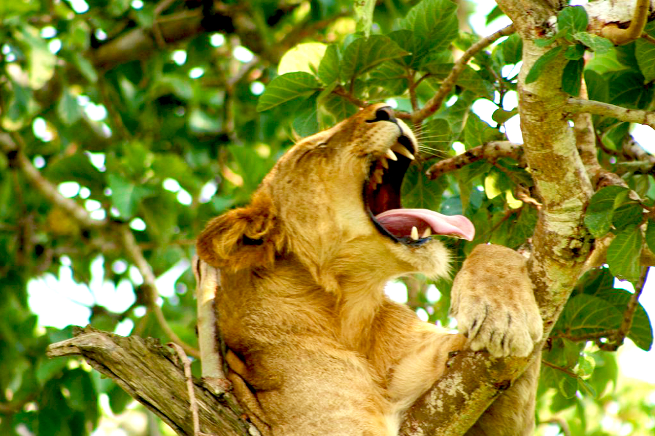 3 Days Queen Elizabeth national park safari with boat ride along the Kazinga channel