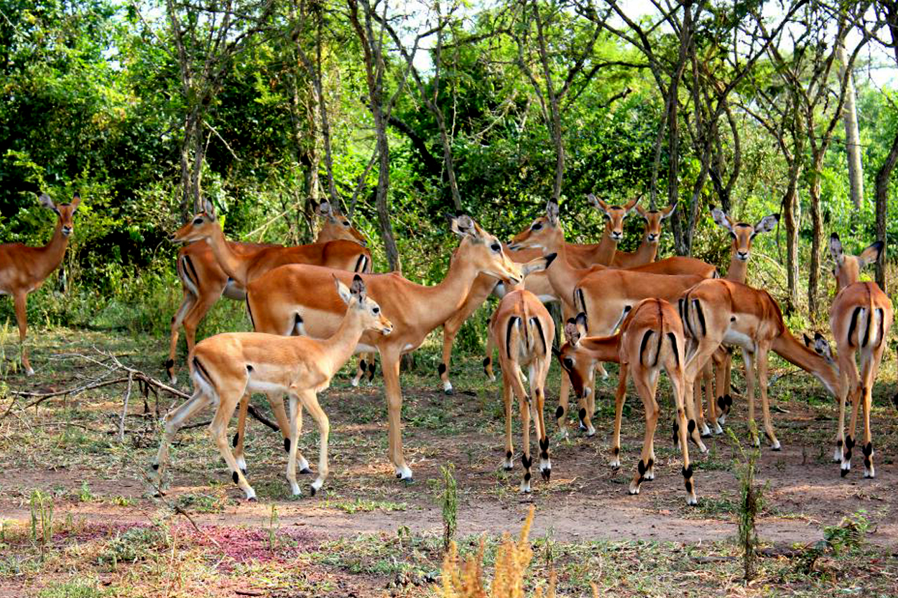 1 Day Lake Mburo safari for a 2 hours’ boat ride and wildlife viewing