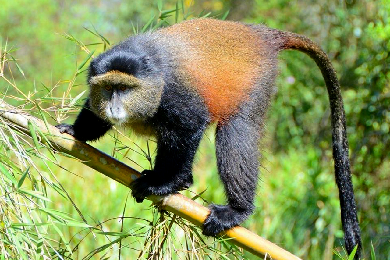 13 days uganda rwanda safari with golden monkey tracking in the volcanoes national park