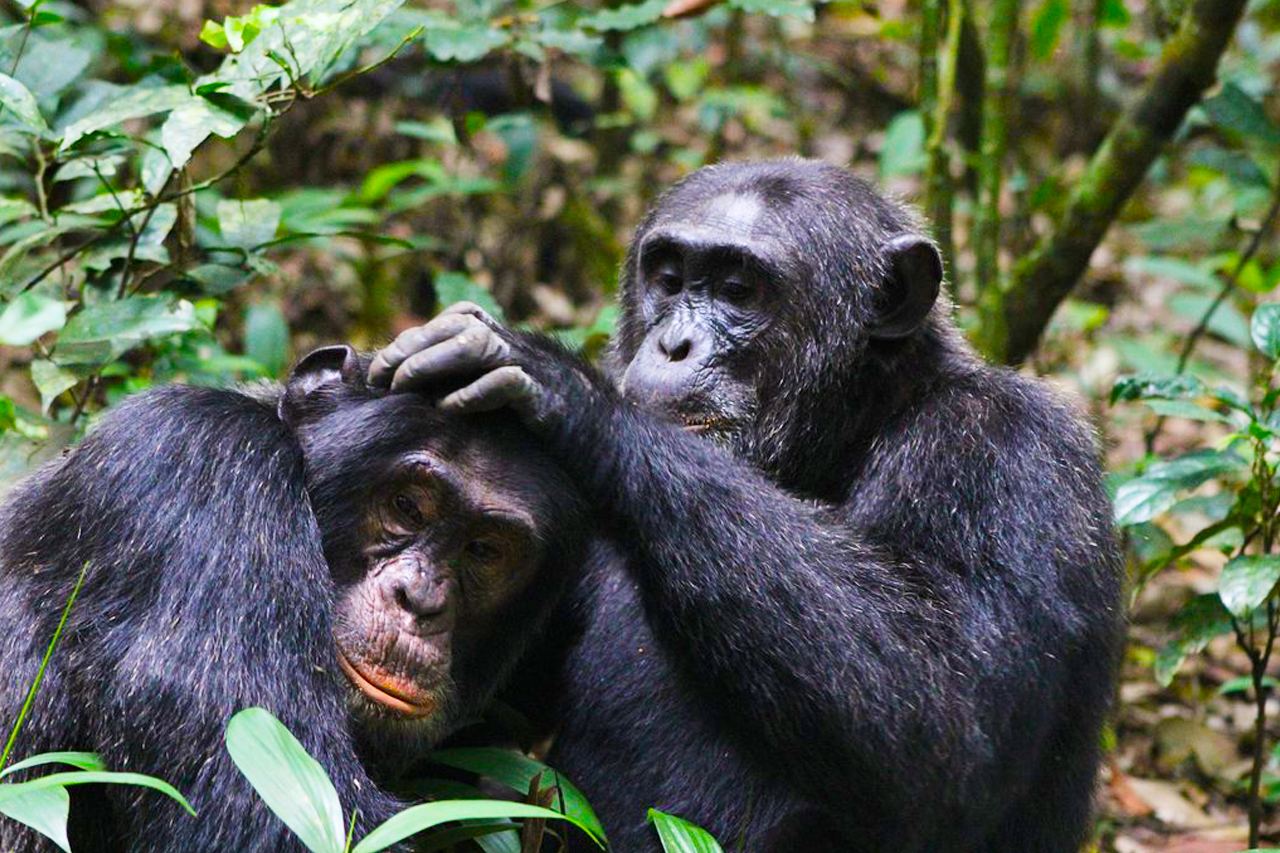 3 Days Kibale forest Chimpanzee tracking tour