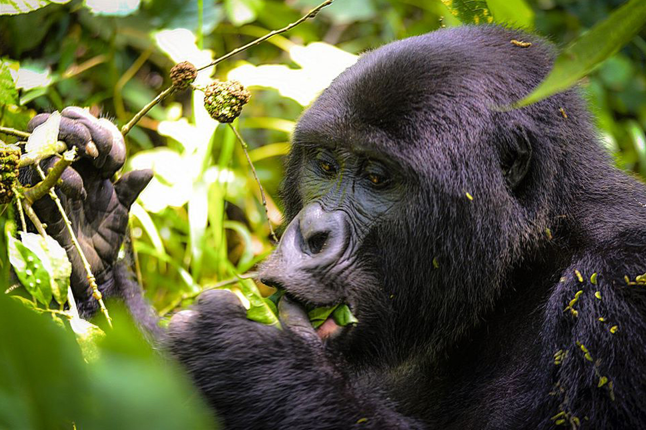 3 Days Uganda Gorilla Trekking Safari from Kigali, Rwanda