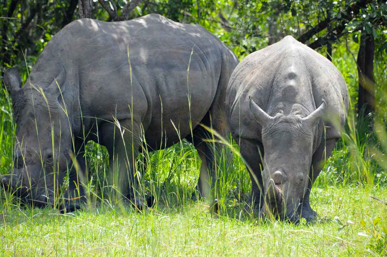 3 Days Murchison Falls Wildlife safari with rhino tracking tour, Uganda Big Five safari experience