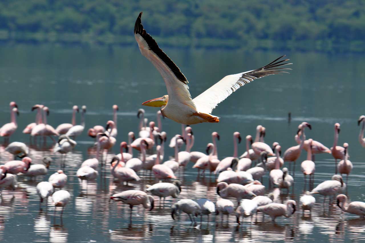 4 days masai mara and lake nakuru safari - spotting masses of flamingos