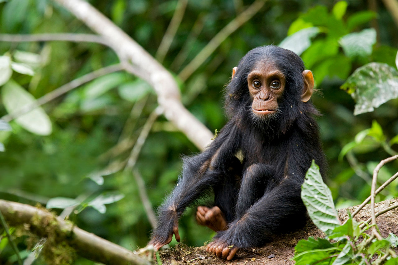 2 Days Chimpanzee Tracking Tour, Kibale national park