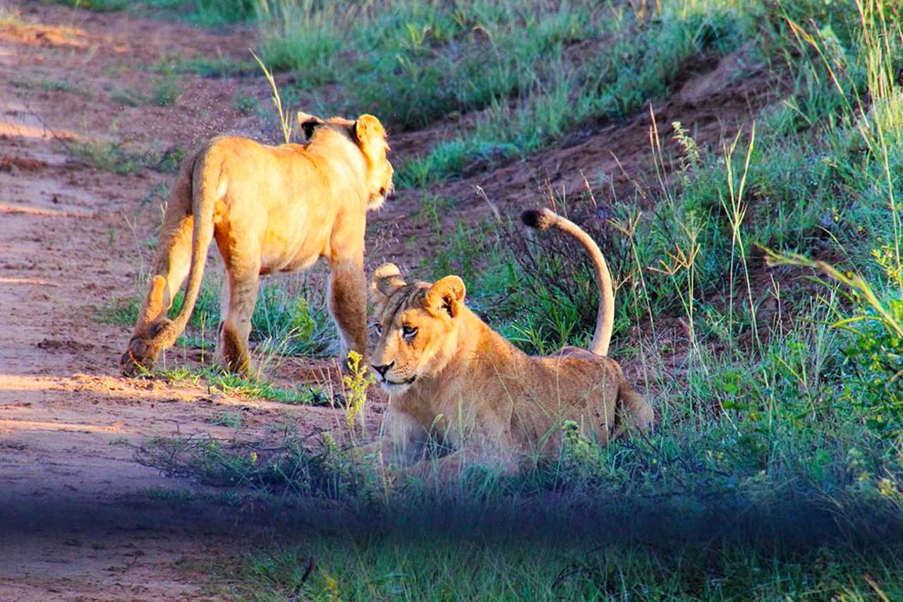 Facts about lions - Lions: Facts, Habitat and Characteristics of Lions