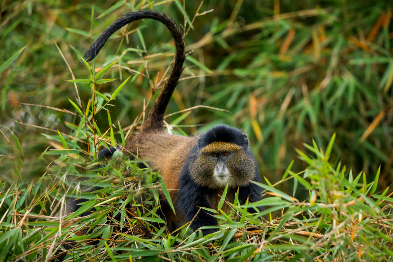 5 Days Rwanda Primates safari, gorilla trekking and golden monkey tracking tour