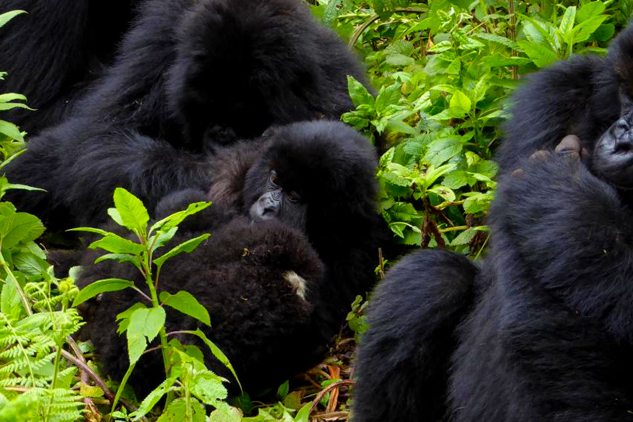 2 Days Gorilla Trekking safari Rwanda