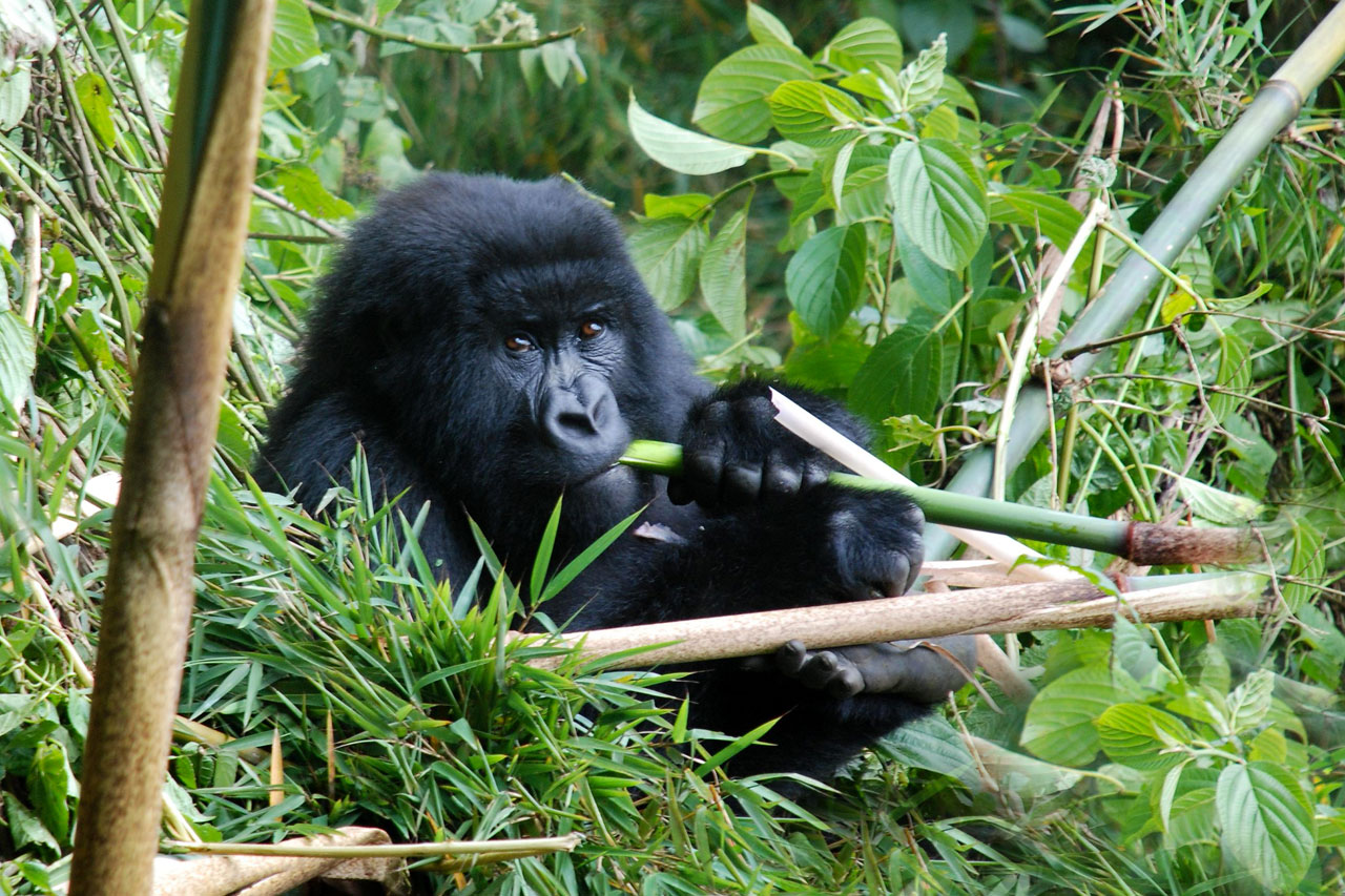 3 Days Gorilla habituation experience in Bwindi forest