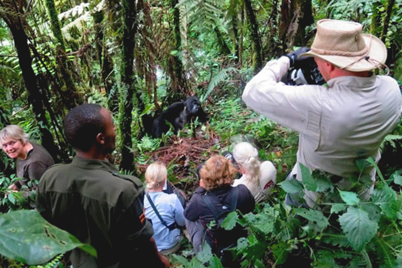 Gorilla habituation experience in Bwindi impenetrable forest