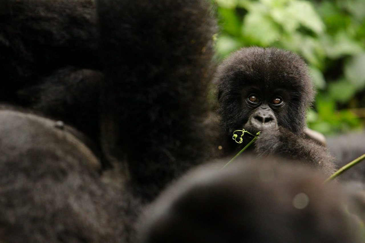 Gorilla Trekking Rwanda, in the Volcanoes national park