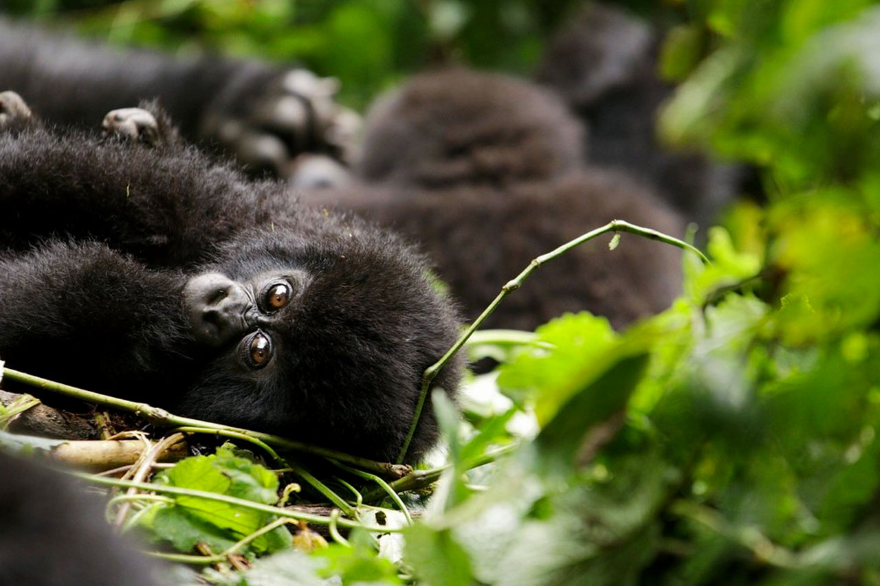 Gorilla Trekking Uganda, in Bwindi Impenetrable and Mgahinga gorilla national parks