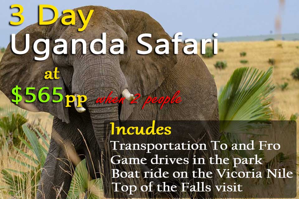 3 Day Uganda Safari at $565pp when 2 people