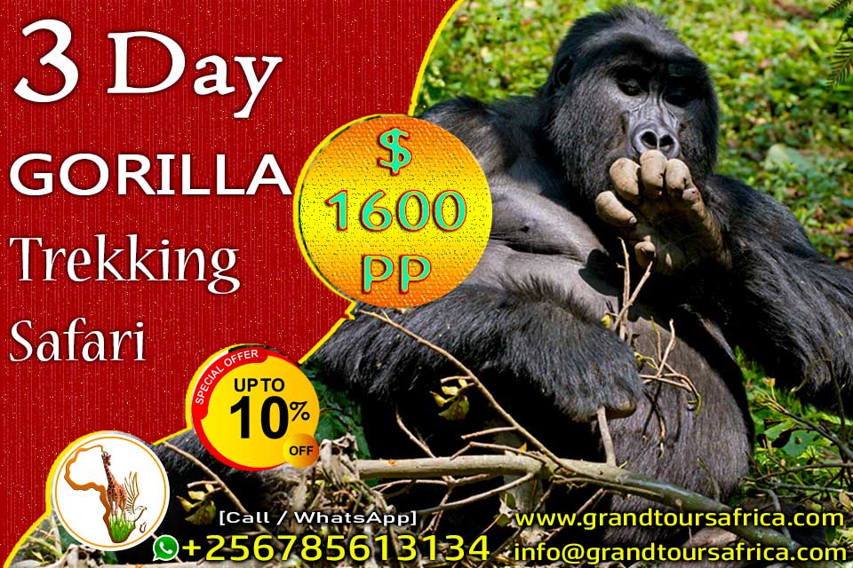 3 Day Uganda Gorilla Trekking Safari at $565pp when 2 people