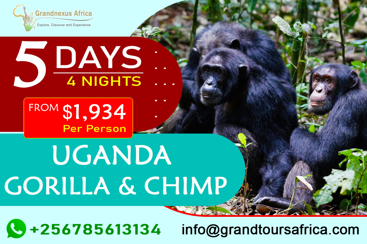5 days Uganda gorilla and chimpanzee safari