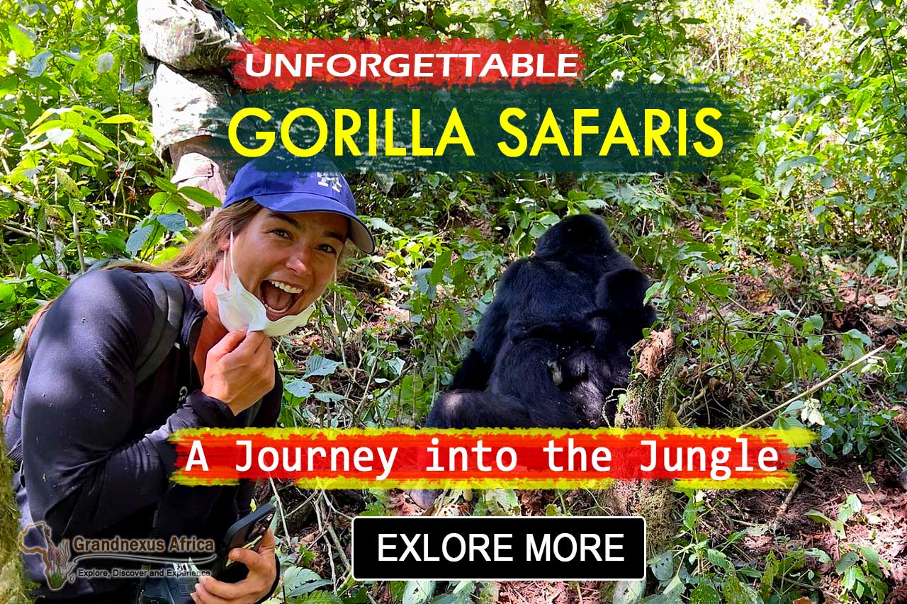Gorilla Safaris in Uganda and Rwanda