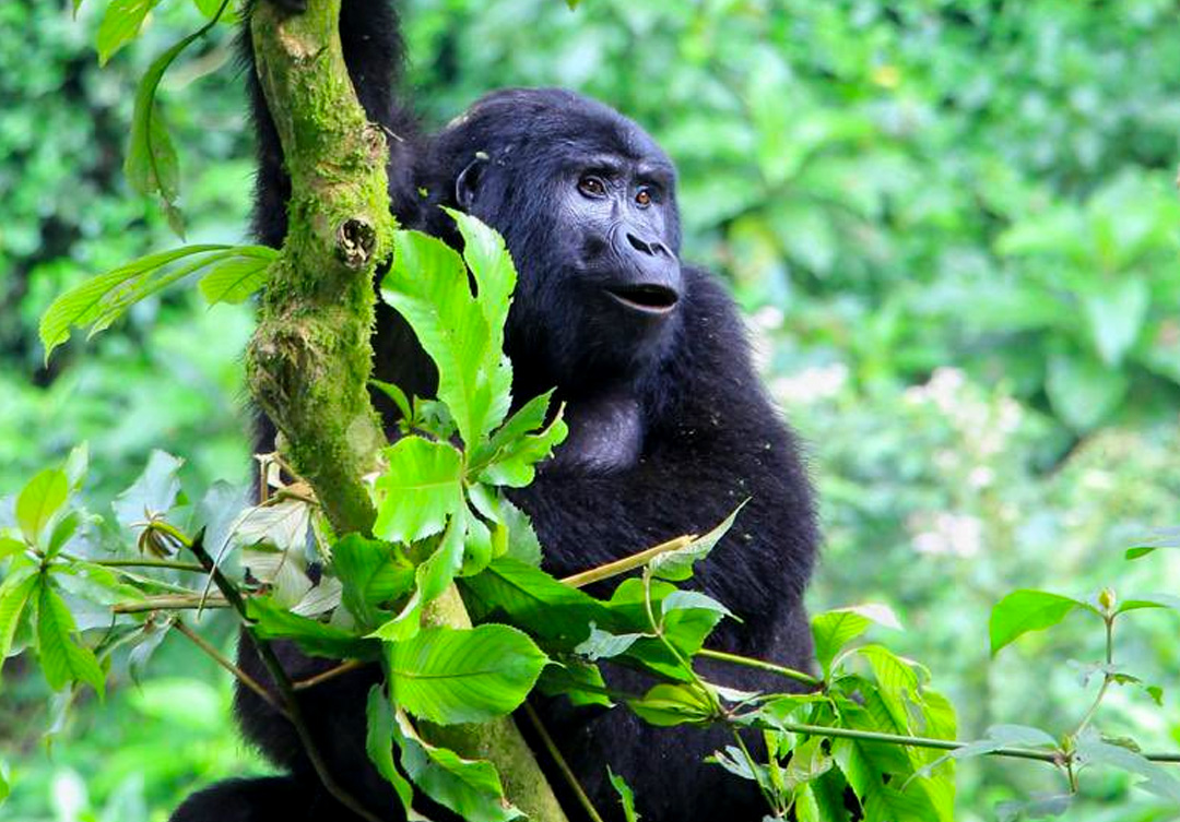 gorilla-trekking-in-bwindi-impenetrable-national-park