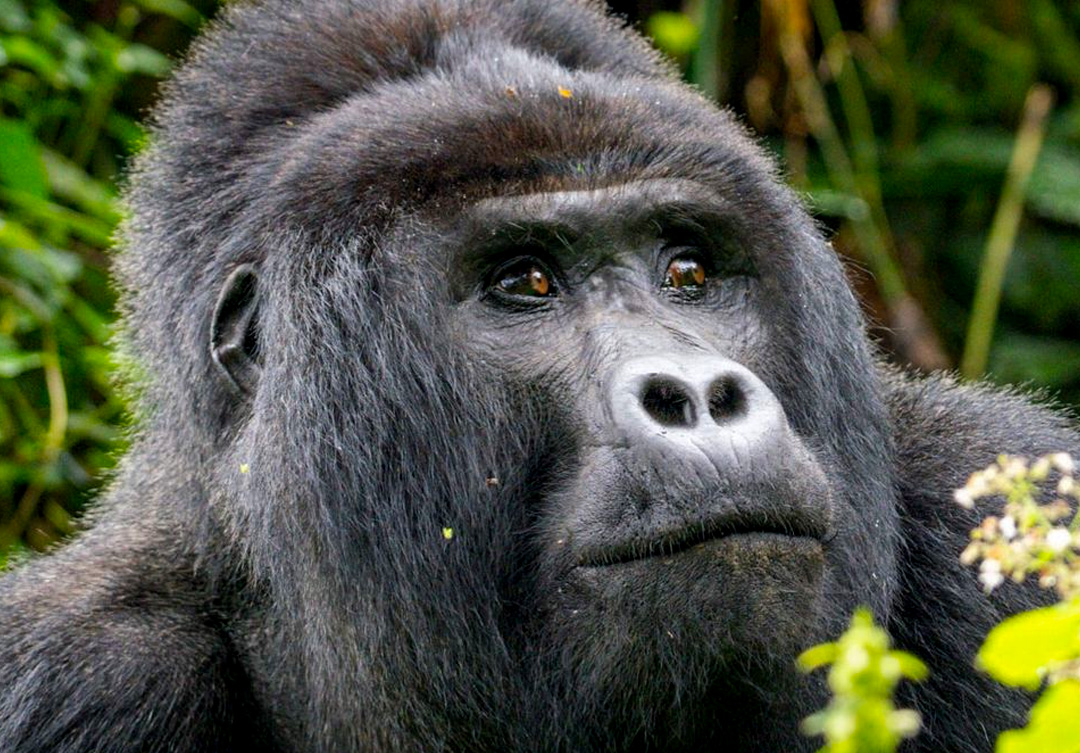 gorilla-trekking-in-mgahinga-gorilla-national-park
