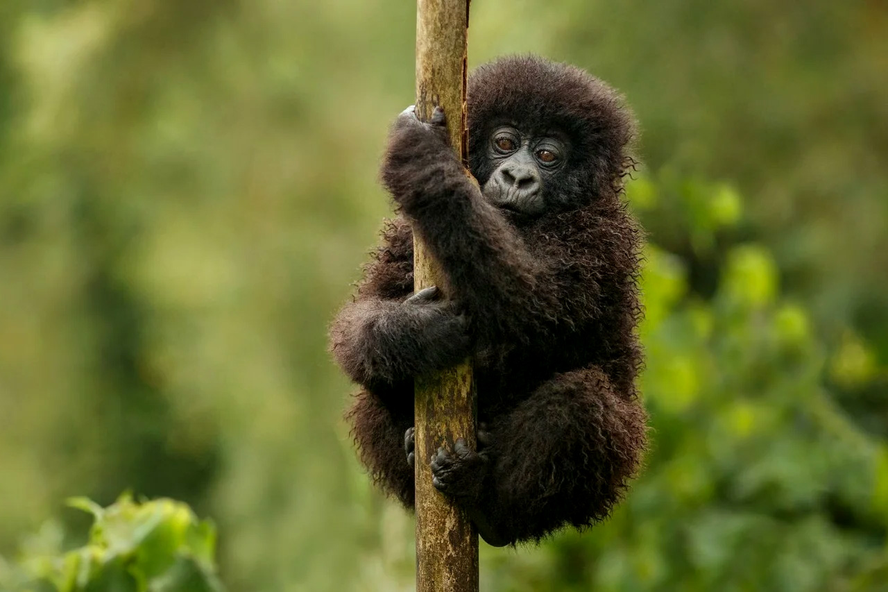 ultimate-guide-to-gorilla-trekking-in-uganda-and-rwanda